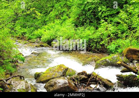 Ein stürmischer Bach in den Bergen, der sich um große Steine in seinem Kanal bückt, fließt nach Regen durch den morgendlichen Sommerwald. Tevenek Riv Stockfoto