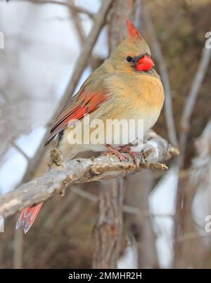 Nördliche Kardinalin auf einem Ast sitzend, Quebec, Kanada Stockfoto