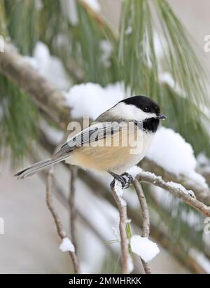 Schwarzdeckelschnepfe sitzt auf einem Tannenzweig im Winter, Quebec, Kanada Stockfoto