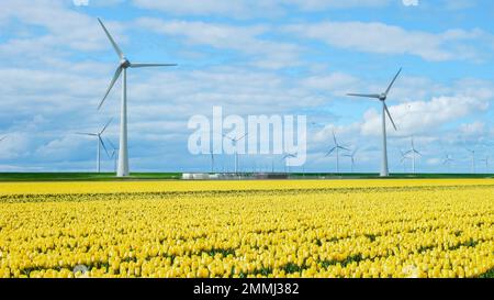 Windturbinen mit blauem Himmel und bunten Tulpenfeldern in Flevoland Niederlande. Stockfoto