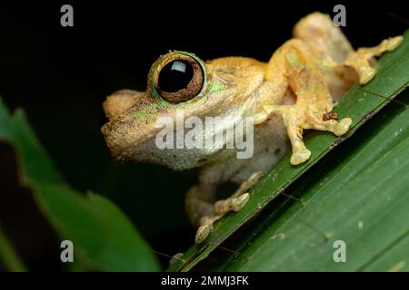 Nahaufnahme eines grünäugigen Baumfrosches (Litoria serrata) mit seiner eindeutigen Augenfarbe, von der er seinen gebräuchlichen Namen ableitet. Cairns, Queensland, Australien Stockfoto