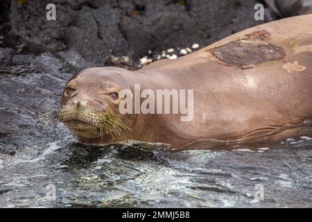 Diese hawaiianische Mönchsrobbe, Neomonachus schauinslandi (endemisch und vom Aussterben bedroht), wurde vor der Kona-Küste der Big Island, Hawaii, fotografiert. Das Patch Stockfoto