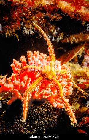 Dieser brüchige Stern mit Gänseblümchen oder Sprüchen, Ophiopholis aculeata, klettert über die rosa verzweigte Hydrokoralle Stylaster norvigicus an der Westküste des Pazifiks Stockfoto