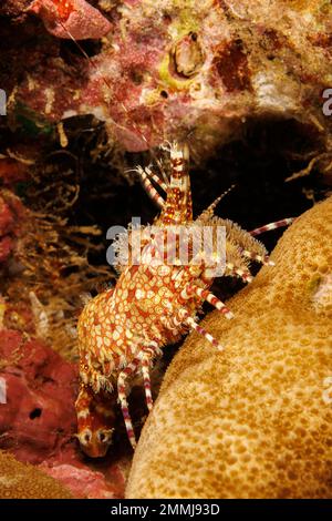 Diese weibliche marmorierte Garnele, Saron marmoratus, zeigt ihre Borstenpflaumen, Hawaii. Stockfoto