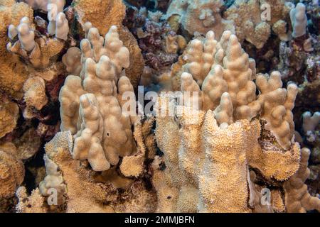 An jedem Korallenriff herrscht ein langsamer, aber konstanter Kampf um erstklassigen Lebensraum. Auf den Bildern sehen Sie Reiskorallen, Montipora flabellata, die versuchen, Fi zu überwuchern Stockfoto