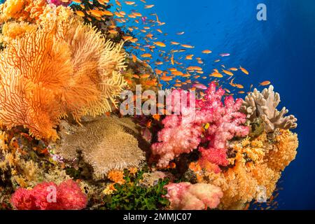 Alcyonarische und gorgonische Korallen mit schülenden Anthien dominieren diese fidschianische Riffszene. Stockfoto