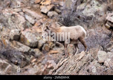 Weibliche Dickhornschafe in den Rocky Mountains (Ovis canadensis) im Clear Creek Canyon abseits des Peaks zum Plains Trail – in der Nähe von Golden, Colorado, USA Stockfoto