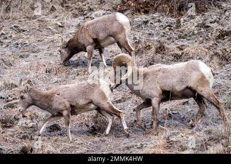 Rocky Mountain Bighorn Sheep (Ovis canadensis), der einem Schaf im Clear Creek Canyon von Peaks zum Plains Trail bei Golden, Colorado, USA, folgt Stockfoto