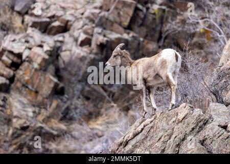 Junge Dickhornschafe (Ovis canadensis) im Clear Creek Canyon abseits des Peaks to Plains Trail in der Nähe von Golden, Colorado, USA Stockfoto