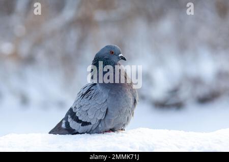 Eine wunderschöne Taube sitzt im Winter in einem Stadtpark im Schnee. Nahaufnahme von Tauben im Winter auf dem Platz im Park. Vögel in der Kälte warten auf uns Stockfoto