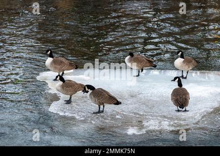 Kanadische Gänse (Branta canadensis) - auf dem gefrorenen Eis in Clear Creek - Golden, Colorado, USA Stockfoto