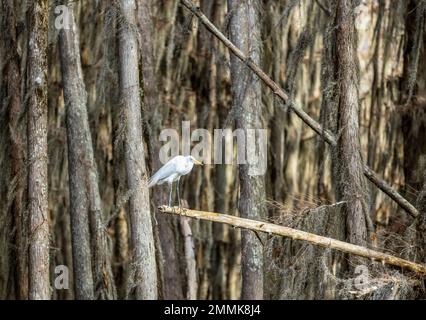 Der große weiße Egret inmitten der Zypressen am Caddo Lake, Texas Stockfoto