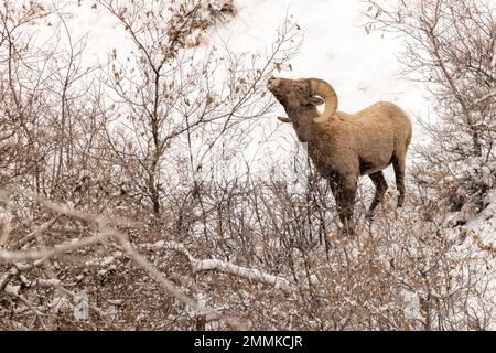 Männliche Dickhornschafe im Schnee (Ovis canadensis) im Clear Creek Canyon abseits des Peaks to Plains Trail bei Golden, Colorado, USA Stockfoto