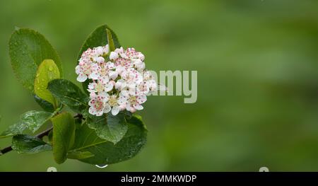Bannergrösse Frühlingshintergrund mit blühendem Apfelbaum vor grünem Laub, verschwommener Hintergrund Stockfoto