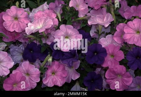 GARTENBEET AUS VIOLETTEN UND ROSA PETUNIA-BLUMEN. Stockfoto