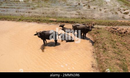 Luftaufnahme von Büffeln im Wasser zwischen landwirtschaftlichen Flächen und Reisfeldern. Sri Lanka. Stockfoto