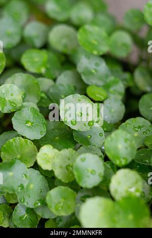 Grünes Regenschirm-förmiges Blatt aus Wasserkuchen mit Regentropfen auf kreisförmigen Blättern, die diese Pflanze als bezeichnet Stockfoto