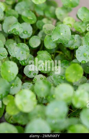 Grünes Regenschirm-förmiges Blatt aus Wasserkuchen mit Regentropfen auf kreisförmigen Blättern, die diese Pflanze als bezeichnet Stockfoto