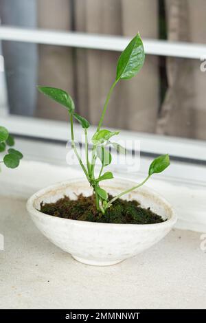 Neon Pothos. Epipremnum Aureum Neon. Herzförmige Blätter in brillantem, elektrisierendem Grün auf weißem Hintergrund. Stockfoto