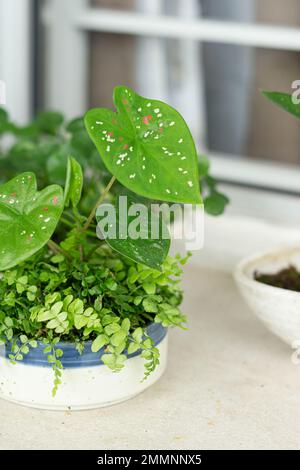 Neon Pothos. Epipremnum Aureum Neon. Herzförmige Blätter in brillantem, elektrisierendem Grün auf weißem Hintergrund. Stockfoto