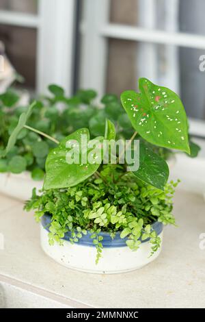 Neon Pothos. Epipremnum Aureum Neon. Herzförmige Blätter in brillantem, elektrisierendem Grün auf weißem Hintergrund. Stockfoto