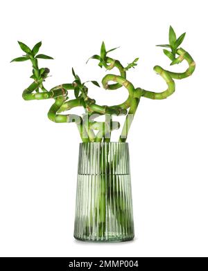 Vase mit grünen Bambusstämmen auf weißem Hintergrund Stockfoto