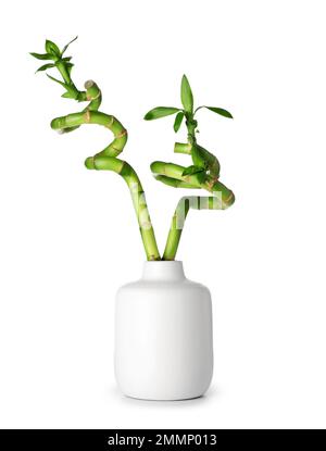 Vase mit grünen Bambusstämmen isoliert auf weißem Hintergrund Stockfoto