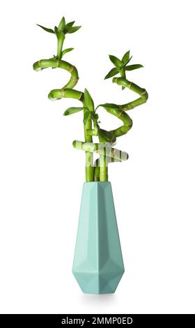 Vase mit grünen Bambusstämmen auf weißem Hintergrund Stockfoto