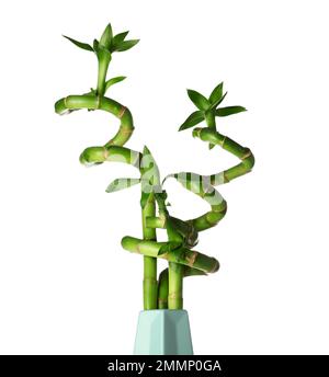 Vase mit grünen Bambusstämmen auf weißem Hintergrund Stockfoto