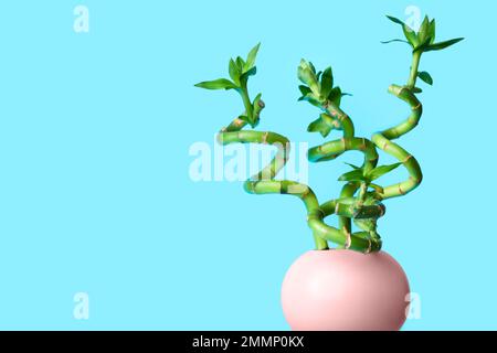 Stilvolle Vase mit Bambusstielen auf farbigem Hintergrund Stockfoto