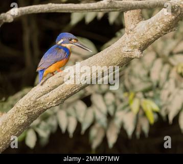 Azure Kingfisher (Ceyx azureus), hoch oben in den Mangroven am Daintree River, Far North Queensland, Australien. Stockfoto