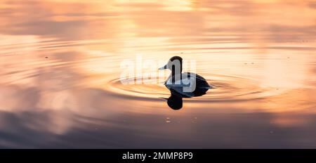 Duck Swimming in Deer Lake, Burnaby, Greater Vancouver, BC, Kanada. Stockfoto