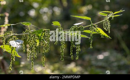 Foto einer Pflanze Brennnessel. Brennessel mit flauschigen grüne Blätter. Hintergrund Pflanze Brennnessel wächst in den Boden. Anlage. Stockfoto