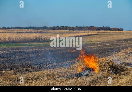 Verbrennung landwirtschaftlicher Abfälle - Smog und Verschmutzung. Schädliche Emissionen aus Heu- und Strohverbrennung auf landwirtschaftlichen Feldern. Stockfoto