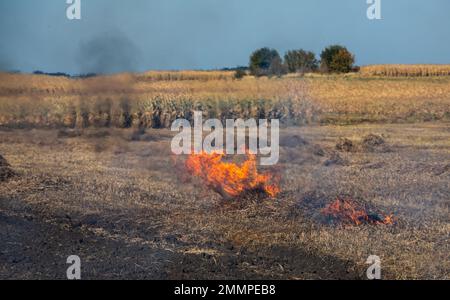 Verbrennung landwirtschaftlicher Abfälle - Smog und Verschmutzung. Schädliche Emissionen aus Heu- und Strohverbrennung auf landwirtschaftlichen Feldern. Stockfoto