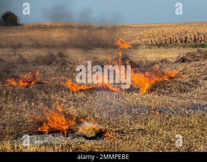 Verbrennung landwirtschaftlicher Abfälle - Smog und Verschmutzung. Schädliche Emissionen aus Heu- und Strohverbrennung auf landwirtschaftlichen Feldern. Stockfoto