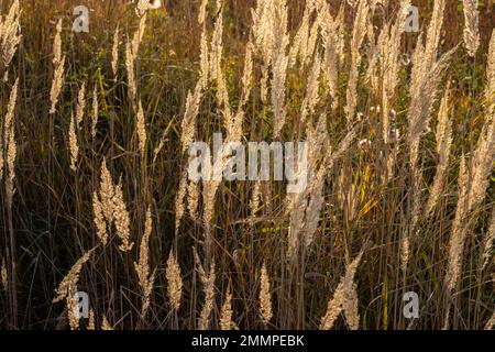 Trockene Grasblumen im Himmelshintergrund. Nahaufnahme von Grasstämmen gegen den Himmel. Ruhiger und natürlicher Hintergrund. Weich ausgewählter Fokus. Stockfoto