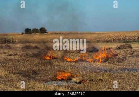 Verbrennung landwirtschaftlicher Abfälle - Smog und Verschmutzung. Schädliche Emissionen aus Heu- und Strohverbrennung auf landwirtschaftlichen Feldern. Stockfoto