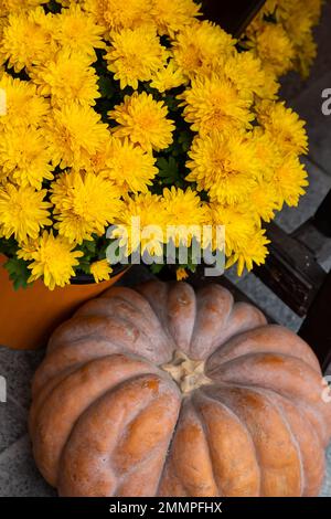 Herbstmütter in einem Riesenkürbis auf rustikaler Holzfläche und Hintergrund. Stockfoto