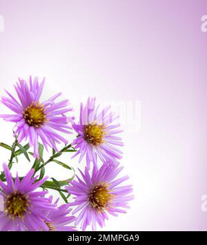 Bouquet mit wunderschönen violetten Chrysanthemen auf weißem Hintergrund. Stockfoto