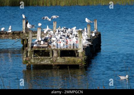 Black Billed Gulls in Motuoapu, Lake Taupo, North Island, Neuseeland Stockfoto