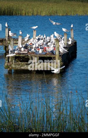 Black Billed Gulls in Motuoapu, Lake Taupo, North Island, Neuseeland Stockfoto