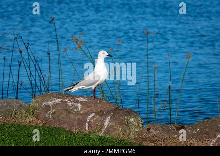 Schwarzschnabelmöwe in Motuoapu, Lake Taupo, North Island, Neuseeland Stockfoto