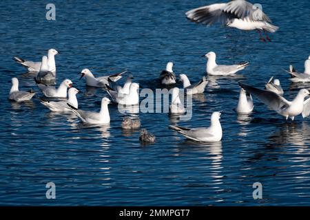 Black Billed Gulls in Motuoapu, Lake Taupo, North Island, Neuseeland Stockfoto