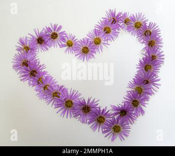 Herzsymbol aus violetten Blumen und Kamille isoliert auf weißem Hintergrund. Flach verlegt. Draufsicht. Stockfoto