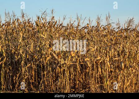 Maisfeld mit reifen Maispflanzen, die im Herbst geerntet werden können. Stockfoto