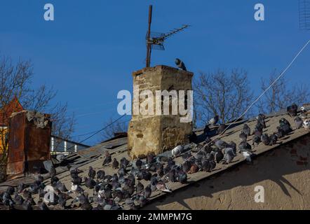 Eine Gruppe grauer Tauben sitzt auf dem Dach eines alten Hauses. Stockfoto