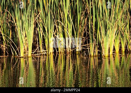 Schilf wächst am Seeufer, Motuoapu, Lake Taupo, North Island, Neuseelan Stockfoto