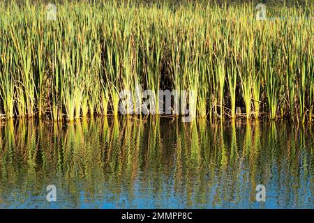 Schilf wächst am Seeufer, Motuoapu, Lake Taupo, North Island, Neuseelan Stockfoto