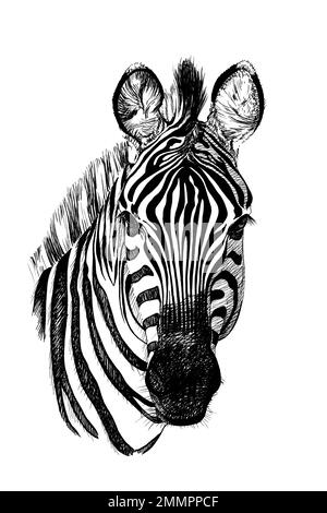 Handgezeichnetes Zebraporträt, Skizzendiagramme monochrome Illustration auf weißem Hintergrund (Originale, keine Nachzeichnung) Stockfoto